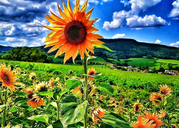 Am Felsenkeller Lahrbach